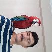 Muazzam Guzellkte Konusan Ara Macaw