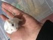 Satlk Hamster ( Gonzales )