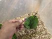 Albifrons Amazon papaan