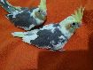 Yavru Sultan Papaganlar Sultan Papagan Bebekleri
