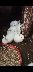 Beyaz yeni zelanda 1 aylk yavrularmz satlktr