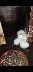 Beyaz yeni zelanda 1 aylk yavrularmz satlktr
