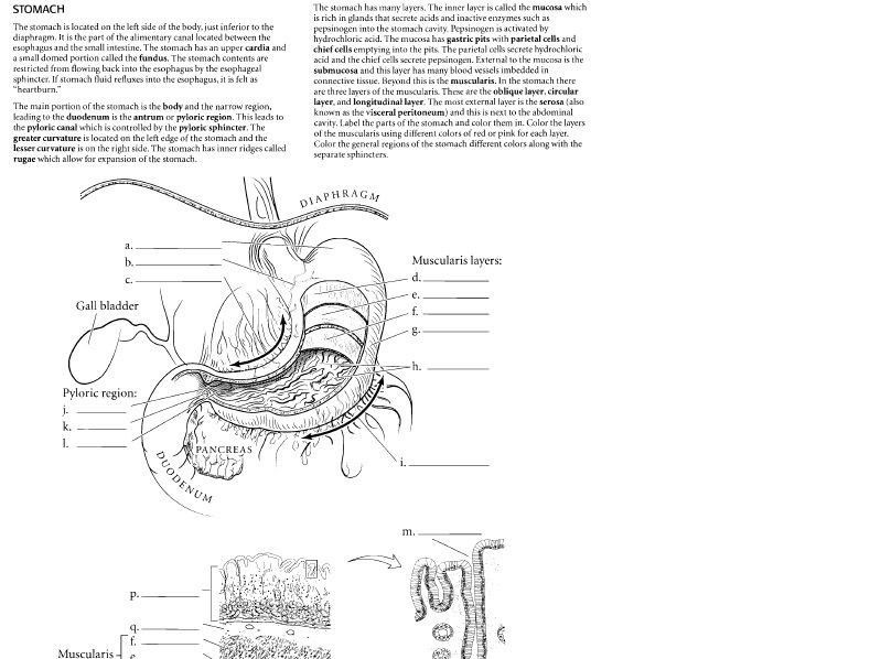 Tp Kitaplar Satlk Anatomi Boyama Kitab (Inglzce)