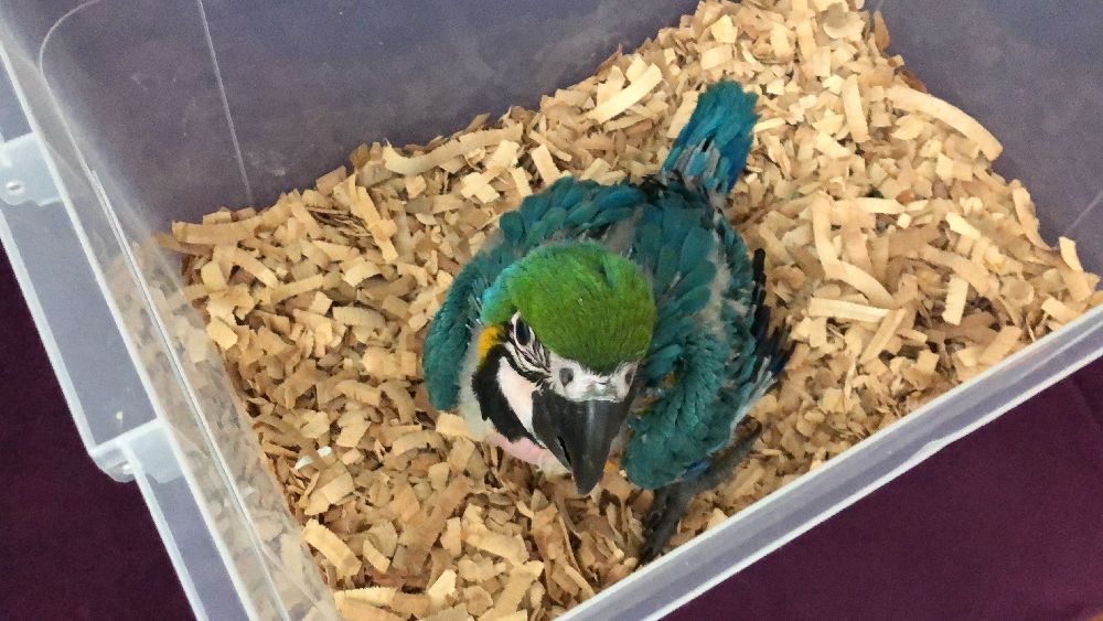 Papaan Satlk El besleme bebek ara macaw