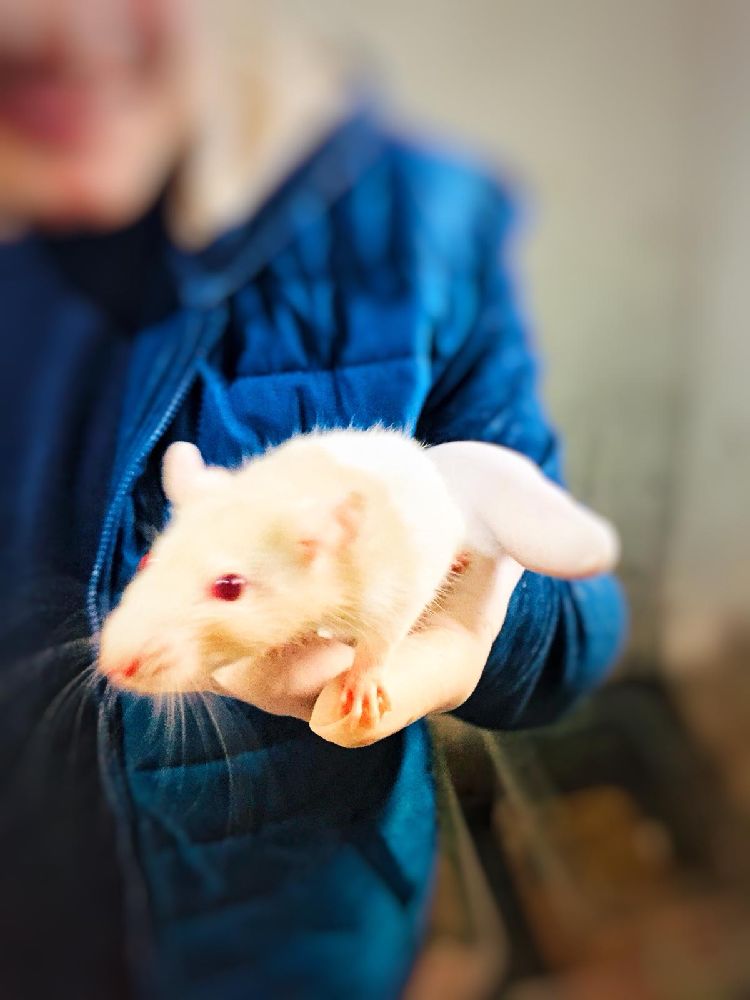 Dier Evcil Hayvanlar Erkek Rattus - Lab - Hamster Satlk Rat - Hamster - Labaratuvar Faresi Evde Beslemeye