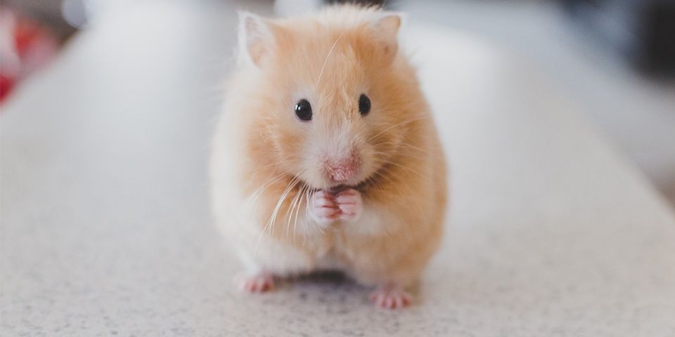 Dier Evcil Hayvanlar Erkek Satlk Sevimli Hamster Yavrular