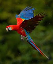 Papaan Erkek Kakadu macaw jaco Aryorum 2250 tl jako kakadu veya macaw