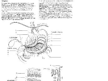 Anatomi Boyama Kitab (Inglzce)