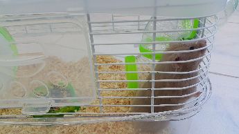 Kafesli satlk hamster