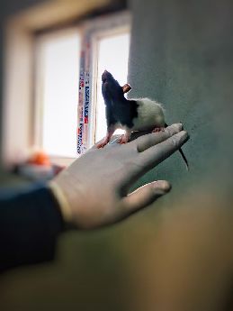 Rat - Hamster - Labaratuvar Faresi Evde Beslemeye