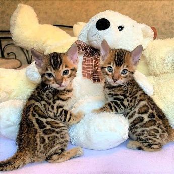 Erkek ve Dii Bengal kedi yavrular