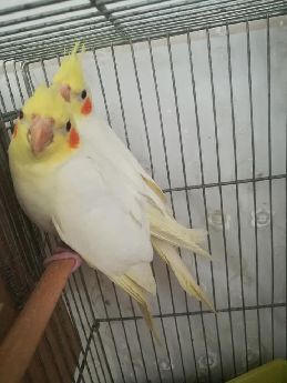 2 Aylk Bebek Sultan Papagan Full Evcil Antalya