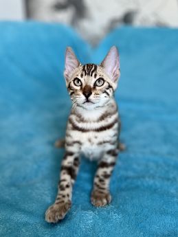 Bengal yavru kedi
