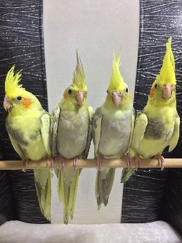 Antalya Sultan Papagan Fiyatlar Yavru Bebekler