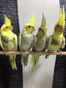 Antalya Sultan Papagan Fiyatlar Yavru Bebekler