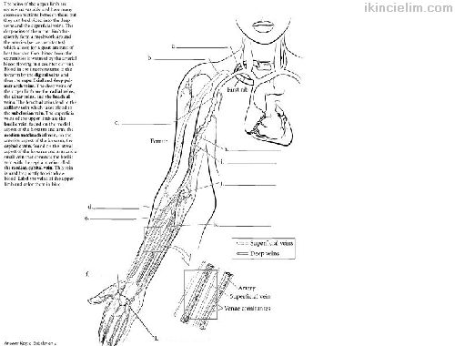 Anatomi Boyama Kitab (Inglzce)
