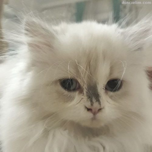 Kedi Dişi İran kedisi Ücretsiz Veriyorum 2.5 aylık kızımıza yuva arıyoruz
