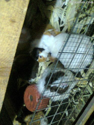 Yavru ve ana guinea pig