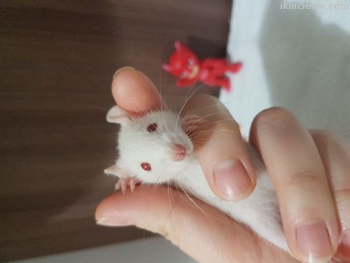 Minik Rat Bebekler
