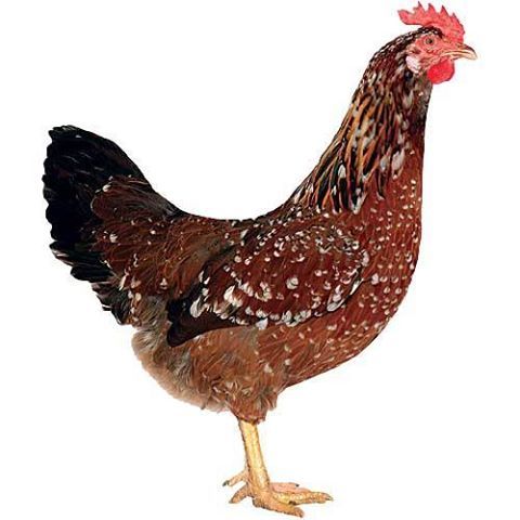 En Fazla Para Kazandiran Tavuk Cinsleri Ve Cesitleri Aralik 2020
