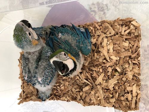 El besleme bebek ara macaw