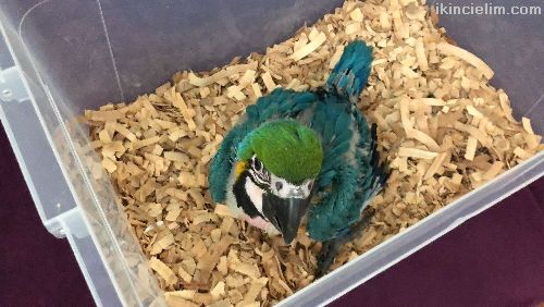 El besleme bebek ara macaw