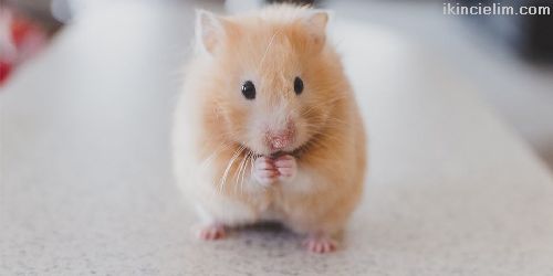 Sevimli Hamster Yavrular