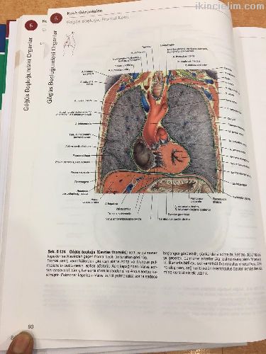 Sobotta Anatomi Atlas