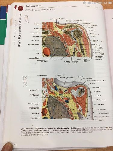 Sobotta Anatomi Atlas