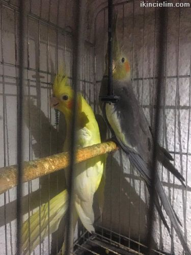 Yavru sultan papagani lutino gray