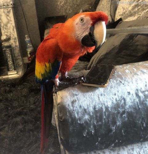2 Yanda Ful Evcil Ele Omuza Gelir Scarlet Macaw