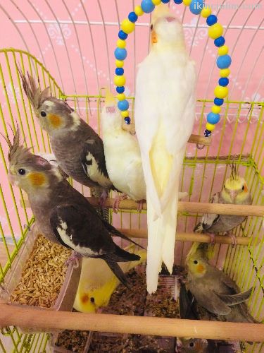 Sultan Papaganlar Full Evcil 2.3 Aylk Bebekler