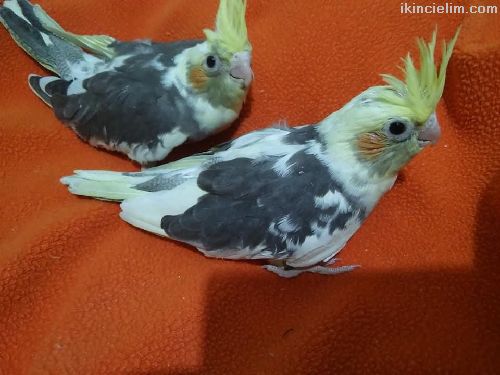 Yavru Sultan Papaganlar Sultan Papagan Bebekleri