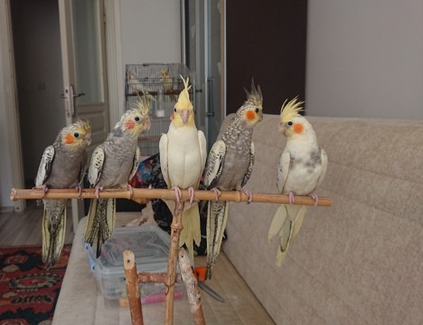 Evcil Hayvan, Lutino, Pearl, Sultan Papağanı Yavru, Erkek, Dişi