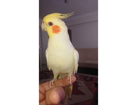 Evcil Hayvan, Lutino, Pearl, Sultan Papağanı Yavru, Erkek, Dişi