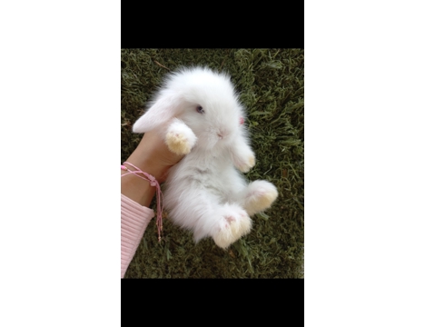 Evcil Hayvan, Tavşan, Erkek, Beyaz,Karamel,Gri, Hollanda Lop, 1Aylik Mavi Gozlu Uzun Tuylu Yavrular