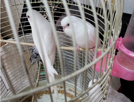 Evcil Hayvan, Erkek, Albino Muhabbet Kuşu