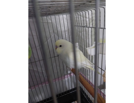 Evcil Hayvan, Beyaz, Yavru Erkek Muhabbet Kuşu