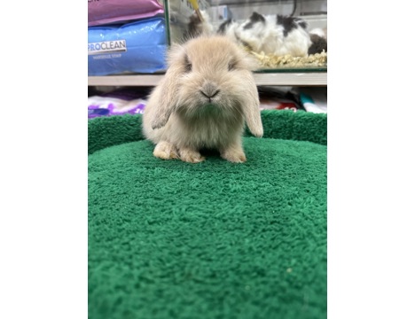 Evcil Hayvan, Tavşan, Erkek, Her Renk Mevcut, Hollanda ve Teddy Lop, Safkan Lop Bebekler