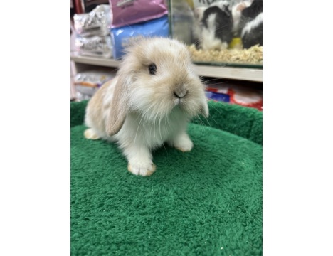 Evcil Hayvan, Tavşan, Erkek, Her Renk Mevcut, Hollanda ve Teddy Lop, Safkan Lop Bebekler