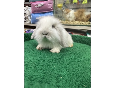 Evcil Hayvan, Tavşan, Erkek, Her Renk Mevcut, Hollanda ve Teddy Lop, Safkan Lop Bebekler