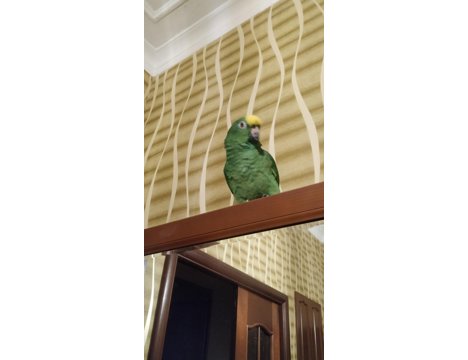 Evcil Hayvan, Papağan, Erkek, Yeşil, Surinam Amazonları