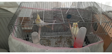 Evcil Hayvan, Dişi, Lutino , Erkek ve Dişi , Satılık Sultan Papağanı Çift 05330972815