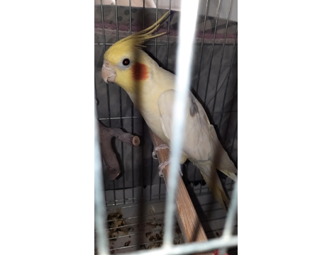 Evcil Hayvan, Dişi, Lutino , Erkek ve Dişi , Satılık Sultan Papağanı Çift 05330972815