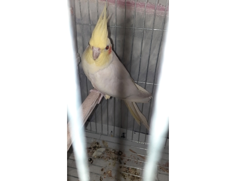 Evcil Hayvan, Dişi, Lutino , Erkek ve Dişi , Satılık Sultan Papağanı Çift 05330972815