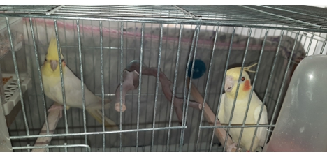 Evcil Hayvan, Dişi, Lutino , Erkek ve Dişi , Satılık Sultan Papağanı Çift 05330972815