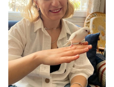 Evcil Hayvan, Muhabbet Kuşu, Erkek, Albino Muhabbet Kuşu, Kırmızı Göz Albino