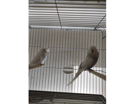 Evcil Hayvan, Muhabbet Kuşu, Dişi, Beyaz , Show Jumbo , Jumbo, Kırık , Show Jumbo Çift