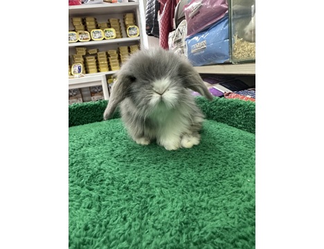Evcil Hayvan, Tavşan, Erkek, Her Renk Mevcut, Hollanda ve Teddy Lop, Safkan Lop Bebekler
