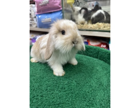 Evcil Hayvan, Tavşan, Erkek, Her Renk Mevcut, Hollanda ve Teddy Lop, Safkan Lop Bebekler